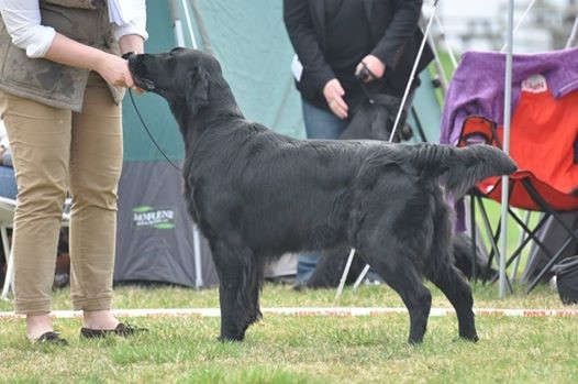 Linus - a flatcoated retriever