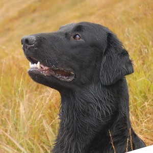 Shadow - en flatcoated retriever