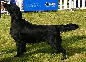 C.I.E C.I.B NUCH SUCH DKCH NCH NJV-11 Fab Four's Feel the Wind