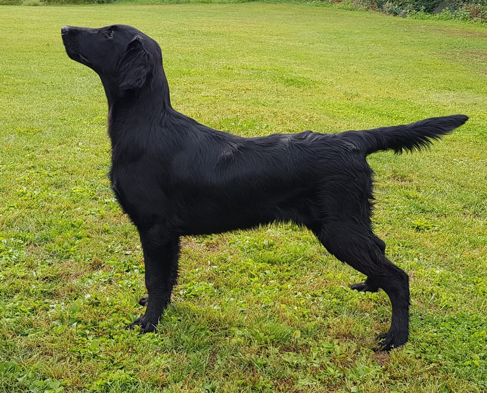 Luca - en flatcoated retriever