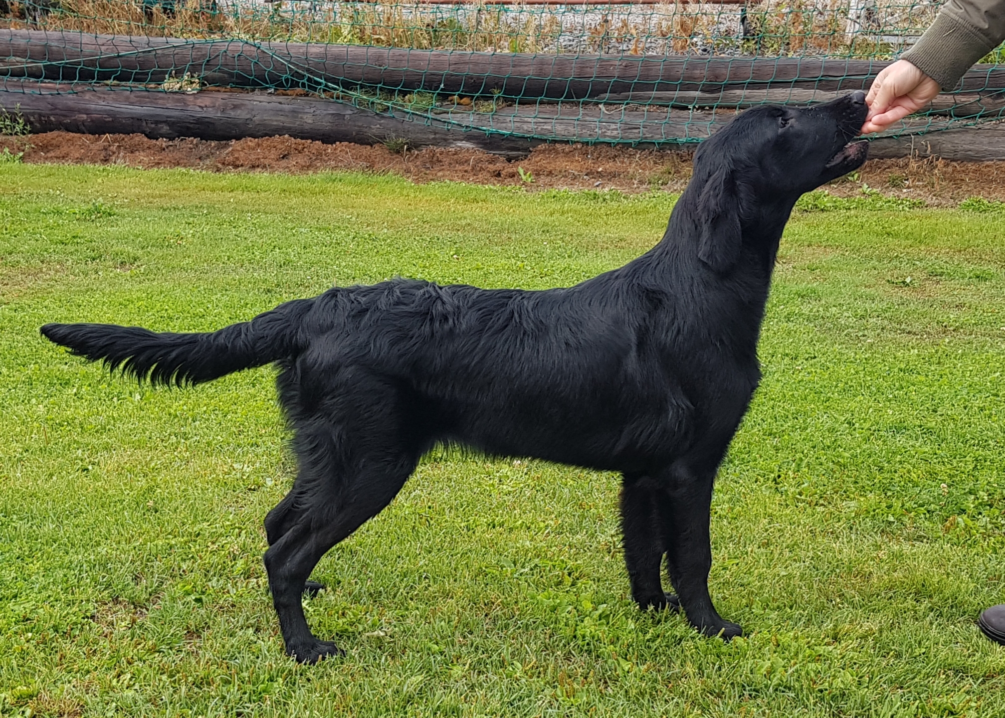 Scott - en flatcoated retriever