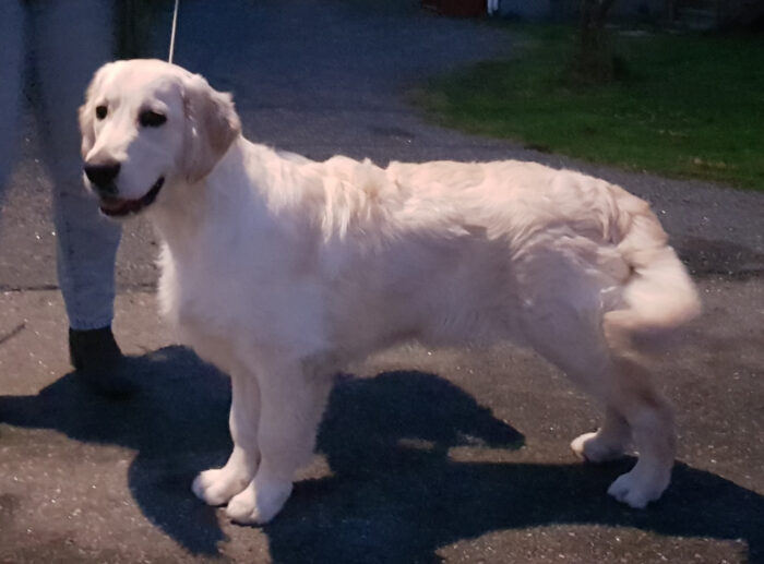 Guinness - en golden retriever