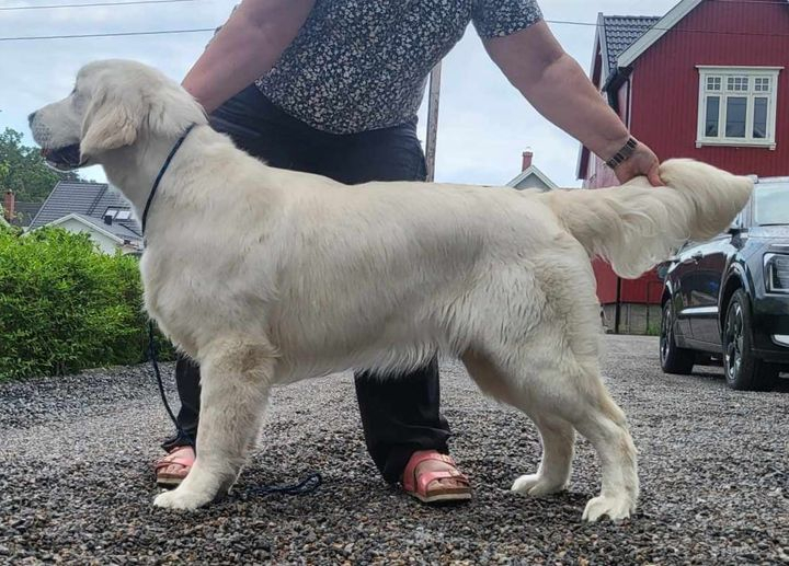 Echo - en golden retriever