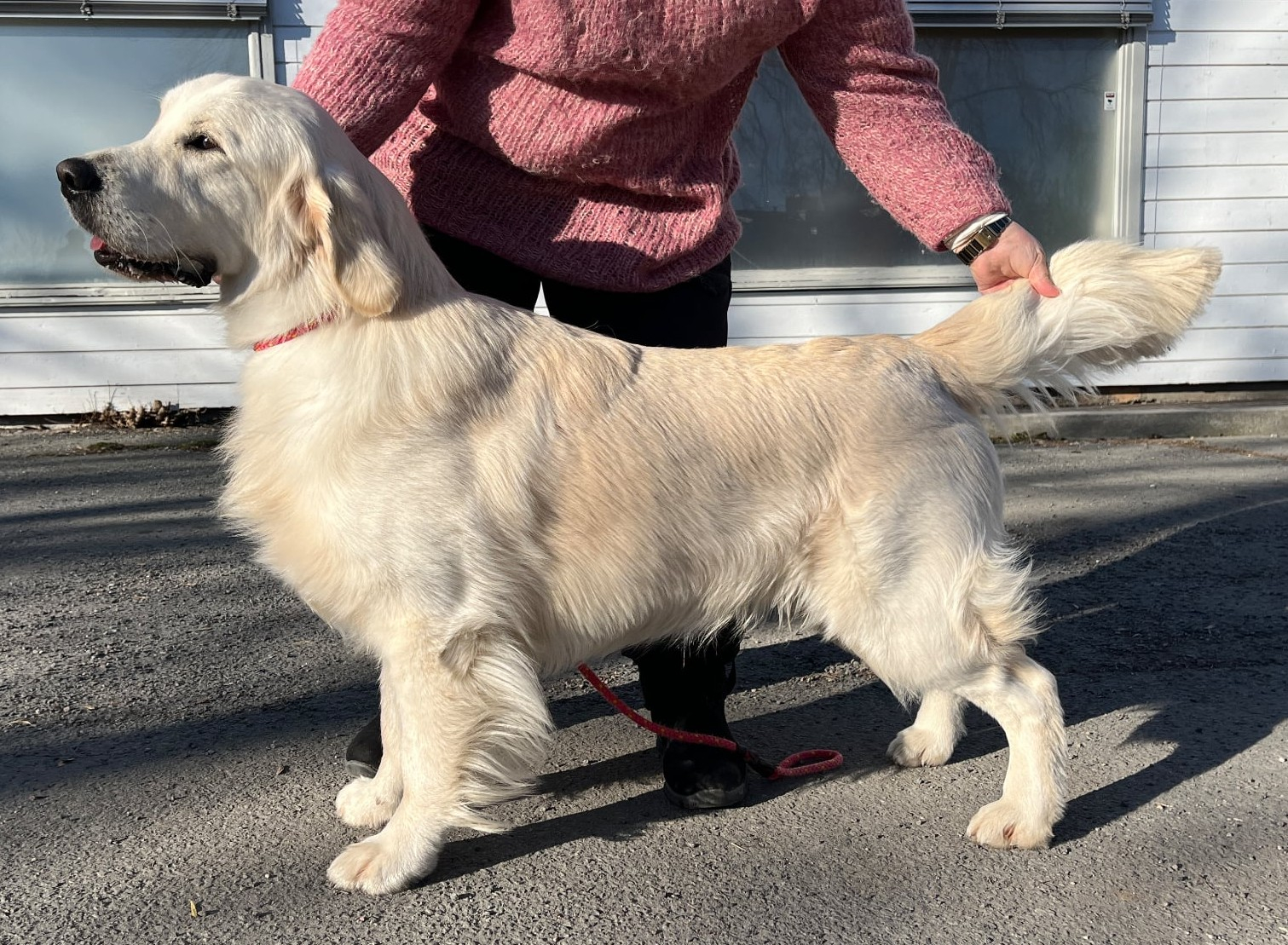 Elvis - en golden retriever